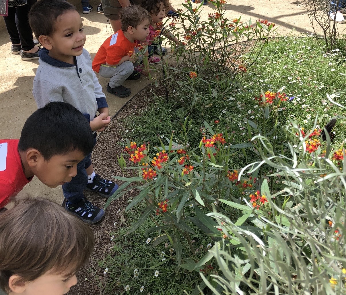 Group of toddlers crouching to look at flowers in a butterfly garden