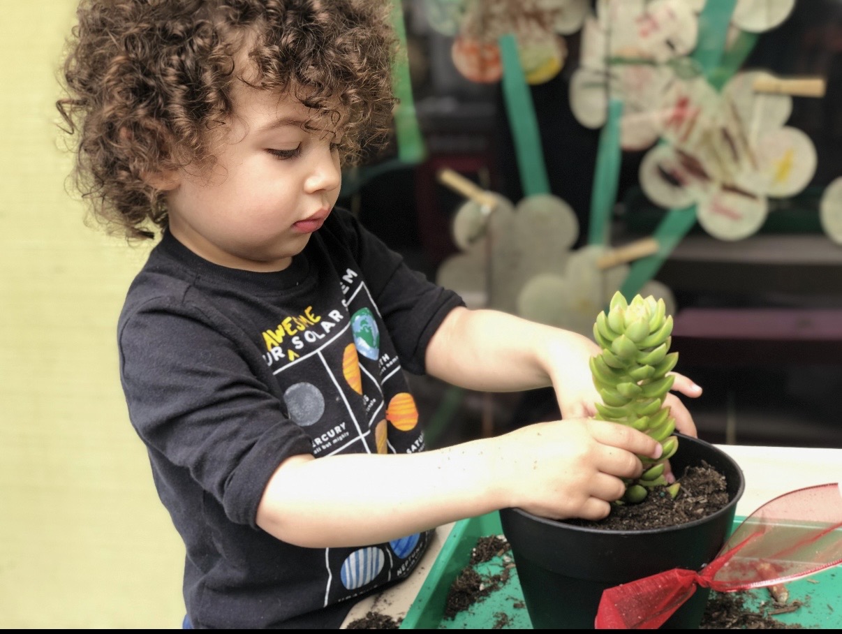 Child carefully planting a succulent into a black pot
