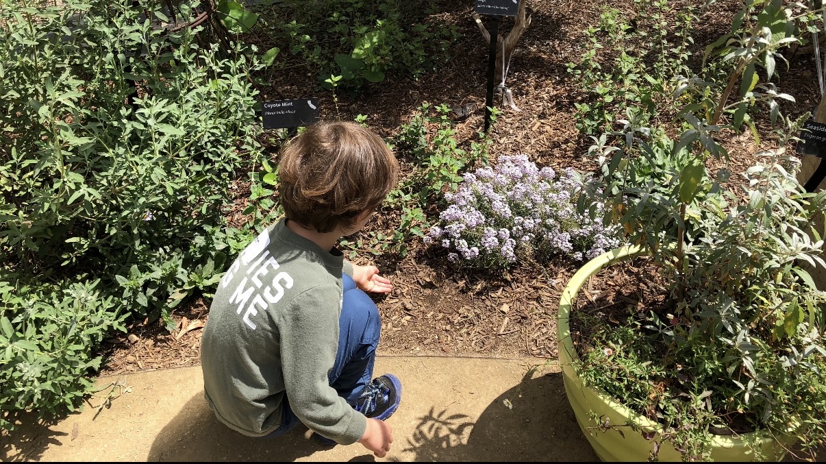 Child sitting quietly observing native plants along a garden path