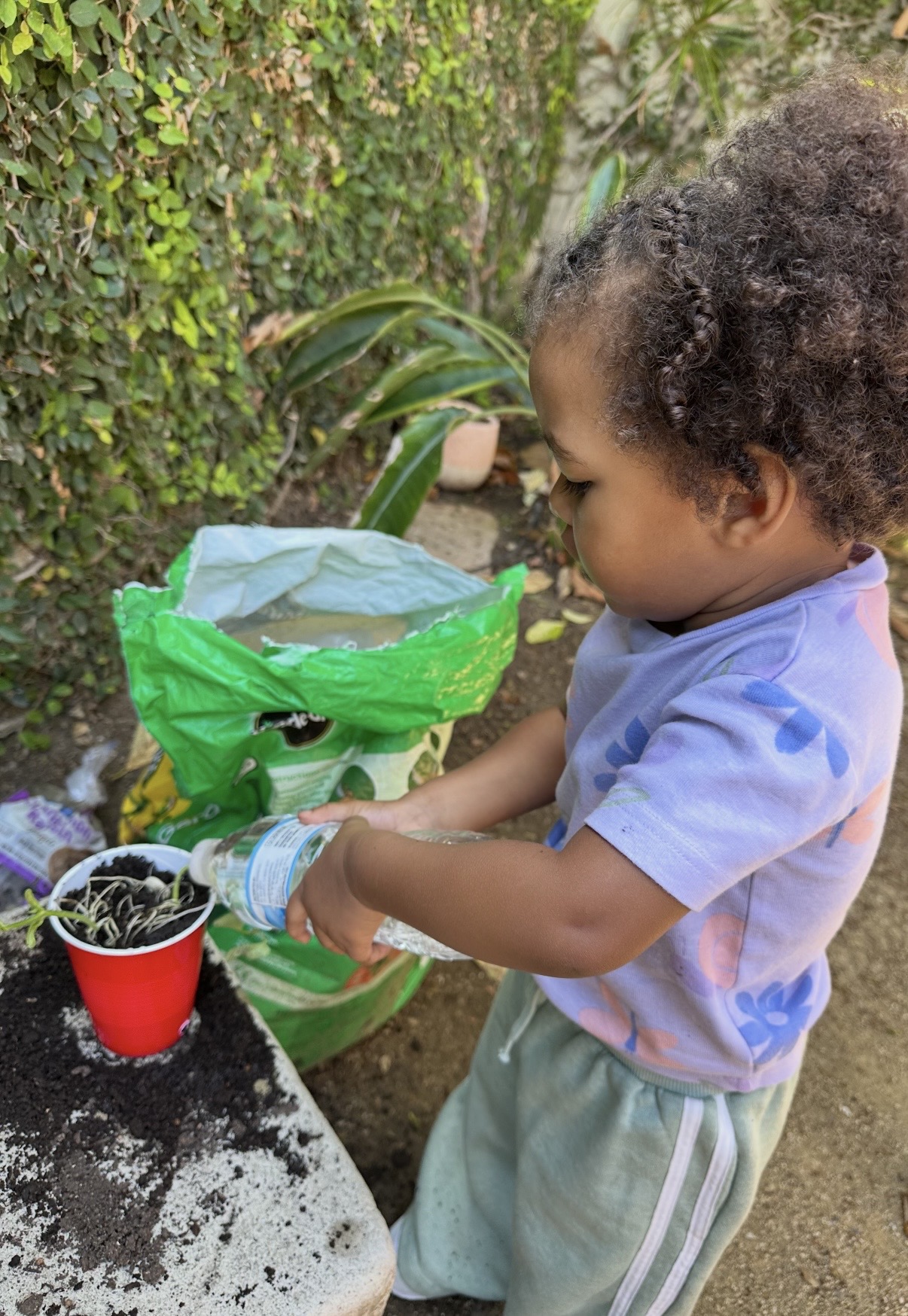 Toddler watering a freshly planted cup with a bottle of water