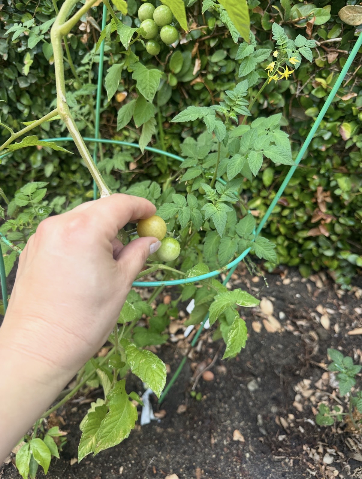 Hand holding cherry tomatoes ripening on the vine in the school garden