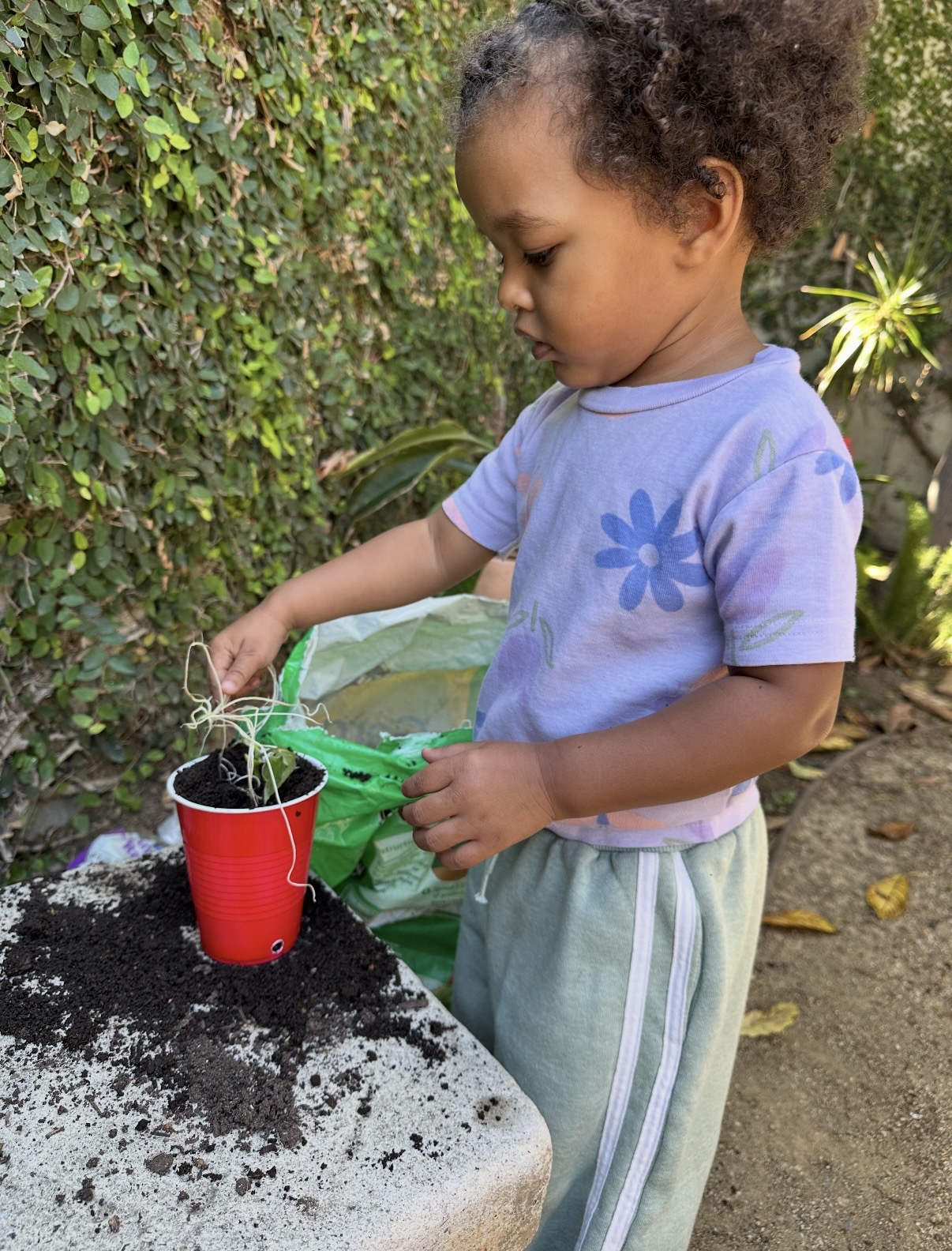 Toddler planting a seedling in a small red cup of soil