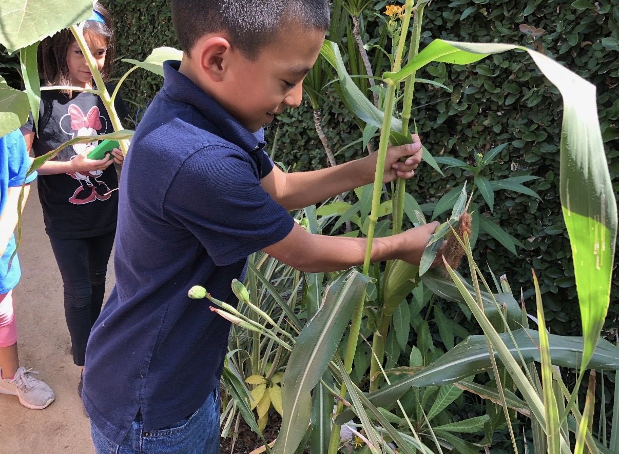 School-age boy harvesting corn from tall stalks in the garden